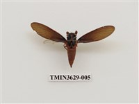 藏品(紅腳黑翅蟬)的圖片